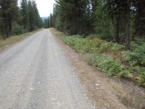 GDMBR: Cold Creek, MT; Fern lined roads.